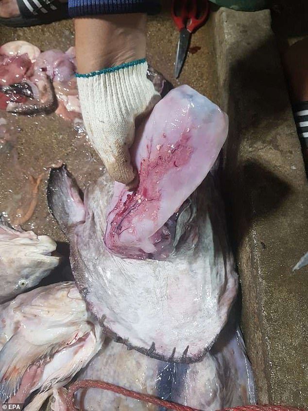 Pescador extrae botella de 1/2 litro del estómago de un pescado