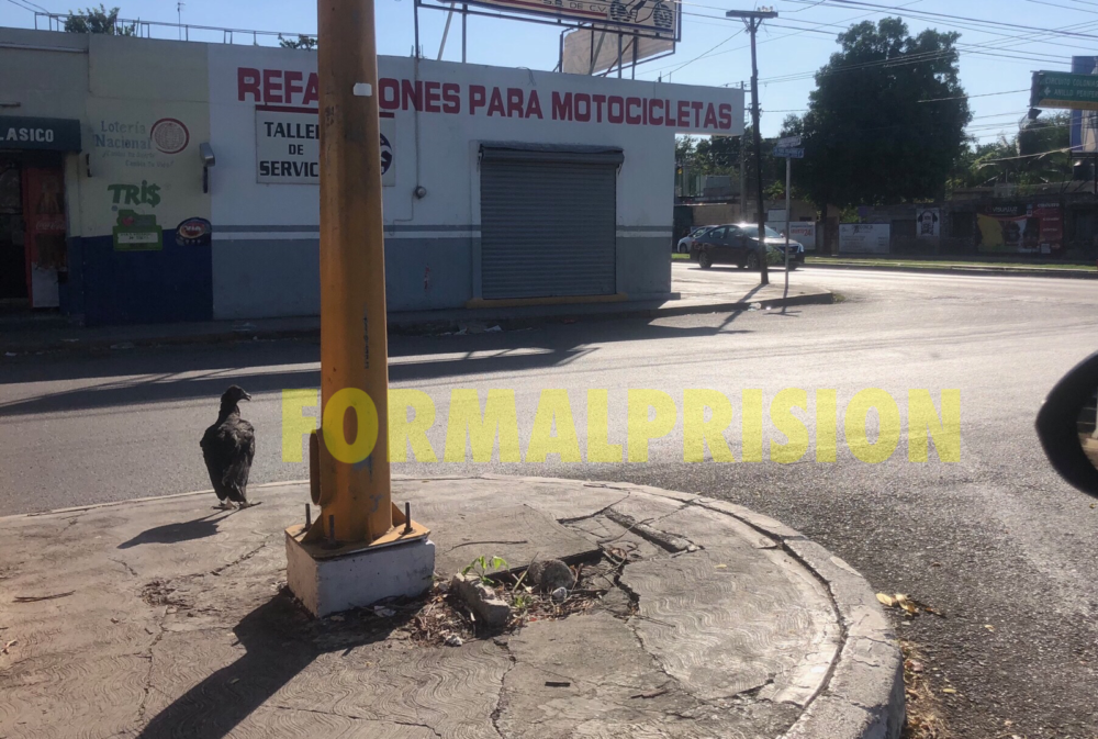 Zopilote se retira de los vuelos y se queda a vivir en Mérida