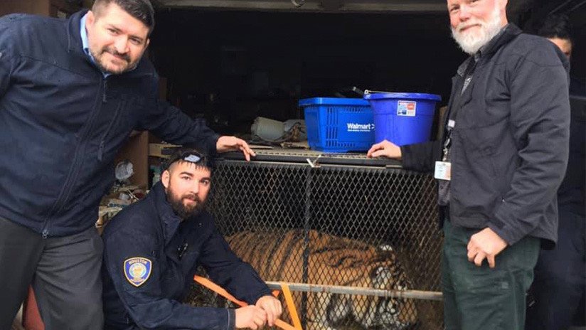 Entra a casa abandonada a drogarse y halla un tigre gordote