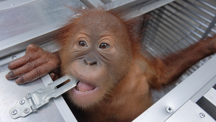 Detienen a turista ruso cuando intentaba volar con un orangután en su maleta