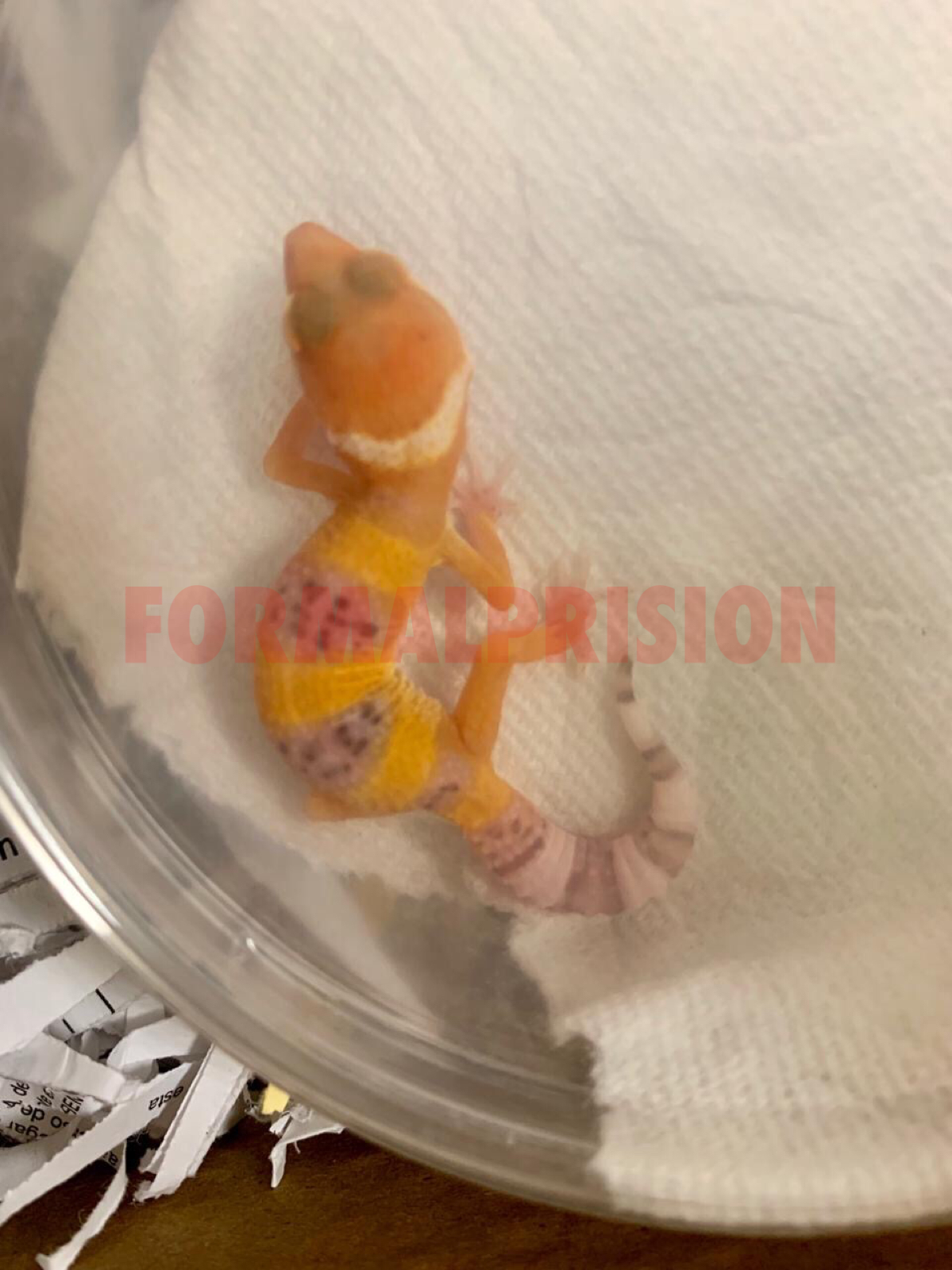 Envían por paquetería un gecko y es decomisado en Mérida