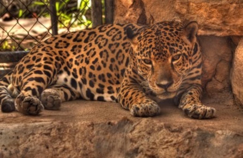 Se escapa un felino del  Centenario en plenas vacaciones