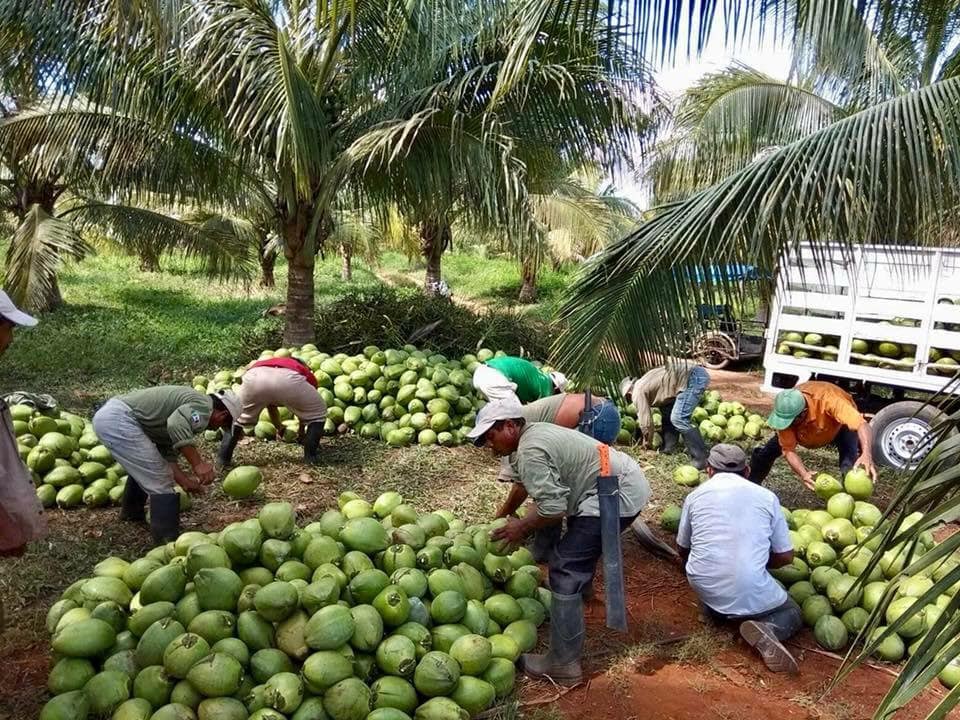 Formarán red estatal de cocoteros