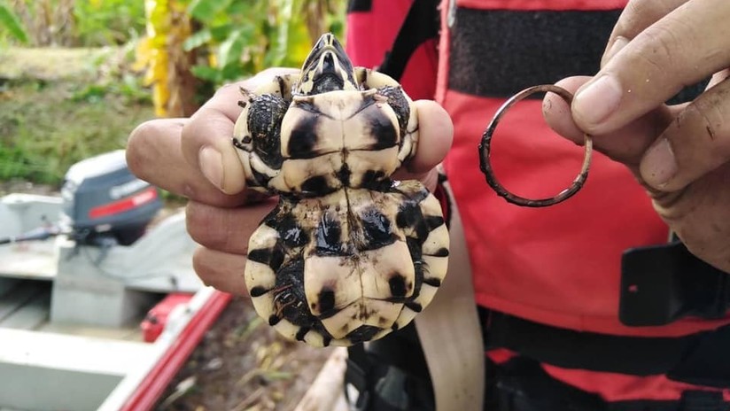 Una tortuga tiene «cintura tipo Thalía» por culpa de la contaminación