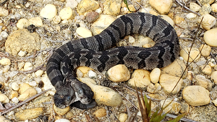 Hallan serpiente con dos cabezas, dos lenguas, cuatro ojos y un solo cuerpo