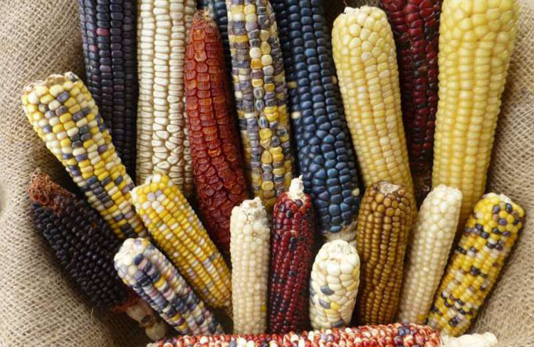 La dieta centrada en el maíz pudo haber contribuido al colapso maya