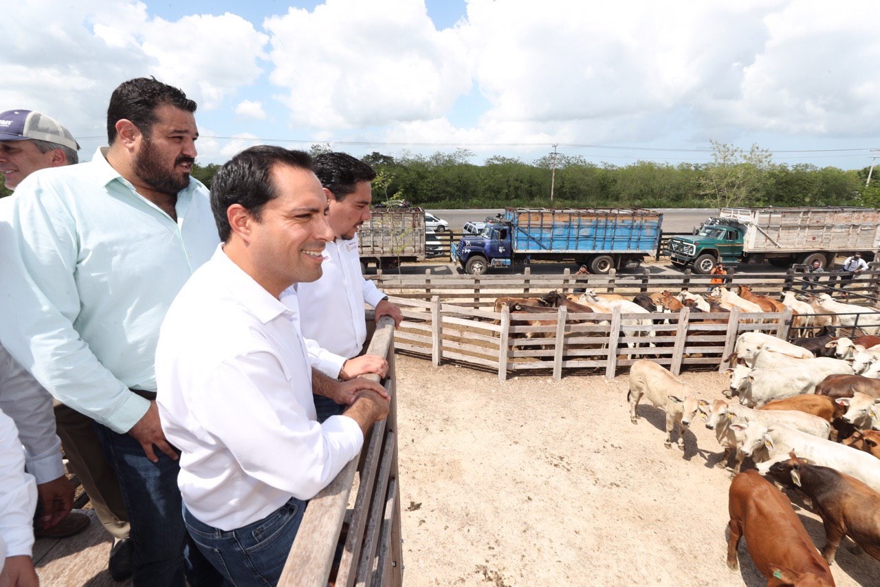 Mauricio Vila entrega apoyos de vivienda, salud y para el sector ganadero