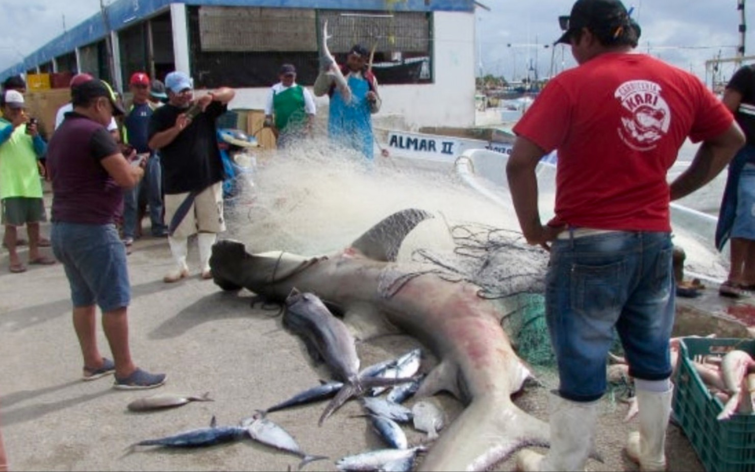 Capturan un tiburón martillo de 350 kilos en Progreso