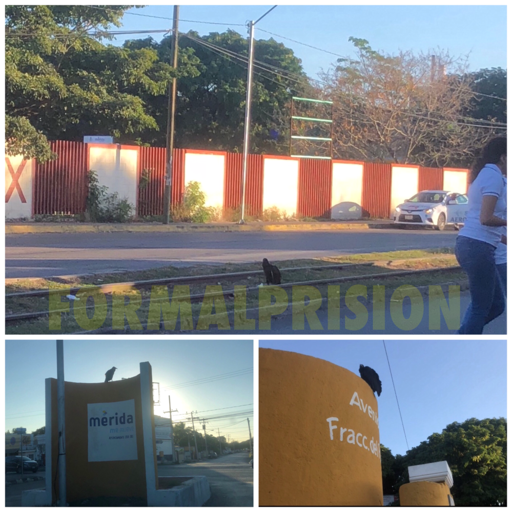 Reaparece en calles de Mérida zopilote que prefiere vivir entre los humanos