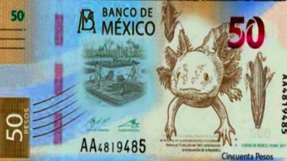 ¡Adiós, Morelos! ¡Hola, ajolotes! Así serán los nuevos billetes de 50 pesos