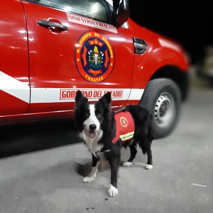 Recuperan los Bomberos su perro rescatista extraviado