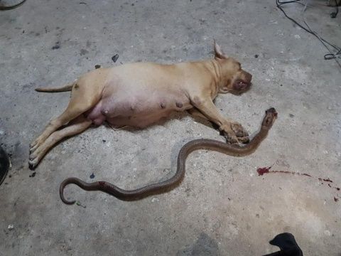 Pitbull preñada muere luchando contra una cobra para salvar a su familia