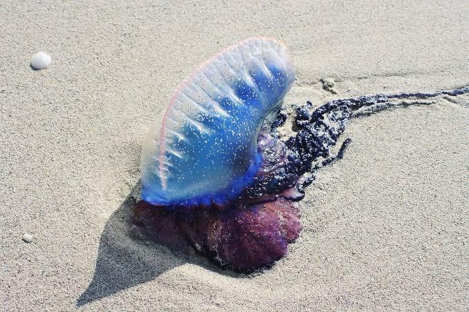 Aparecen medusas en playas de Progreso