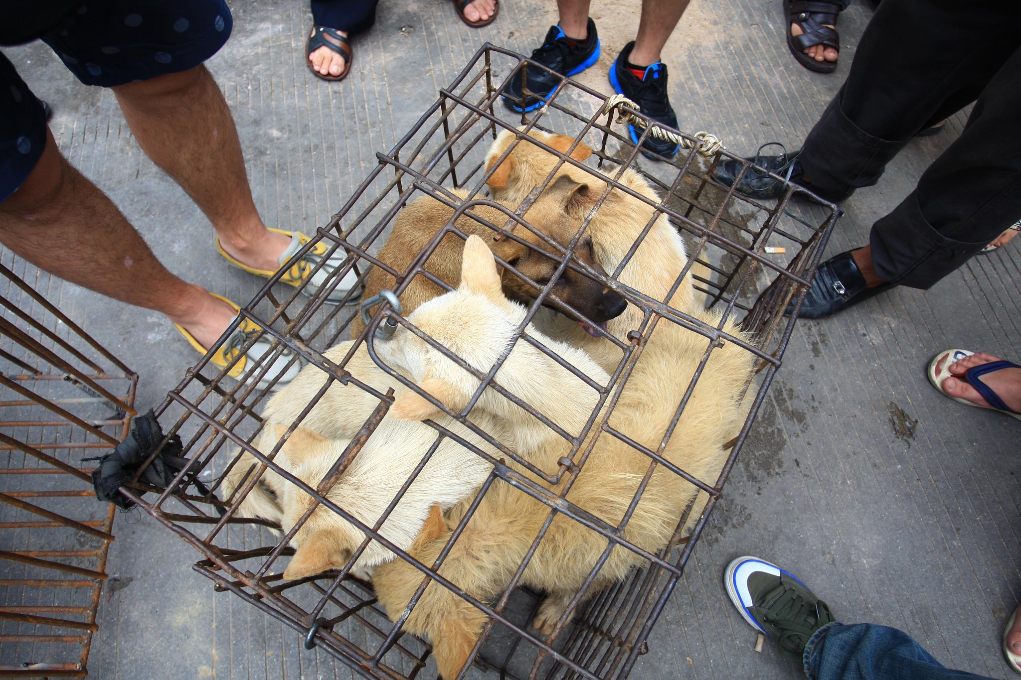 ¡Por Fin! Ciudad china prohíbe comer perros y gatos