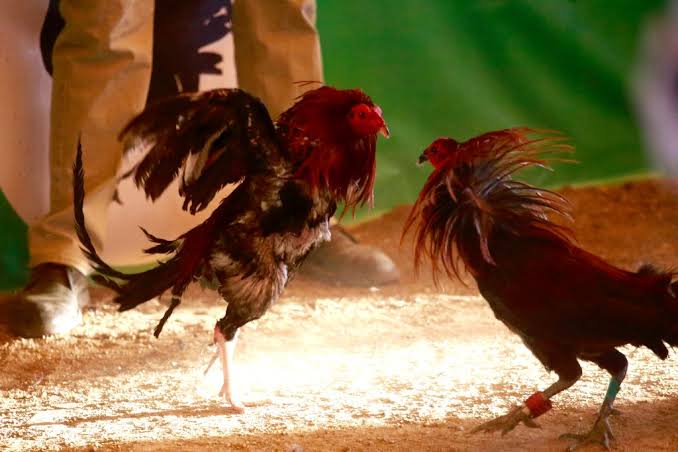 Desmantelan peleas clandestinas de gallos en dos municipios yucatecos