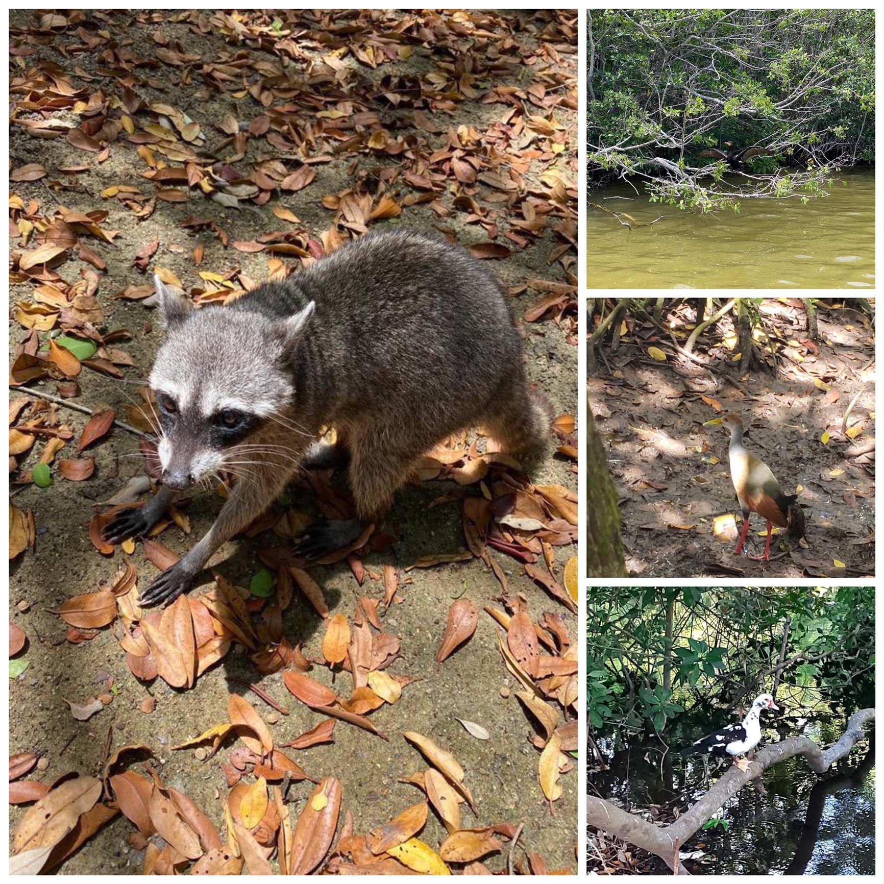 Se encierra el yucateco y vuelven los animales