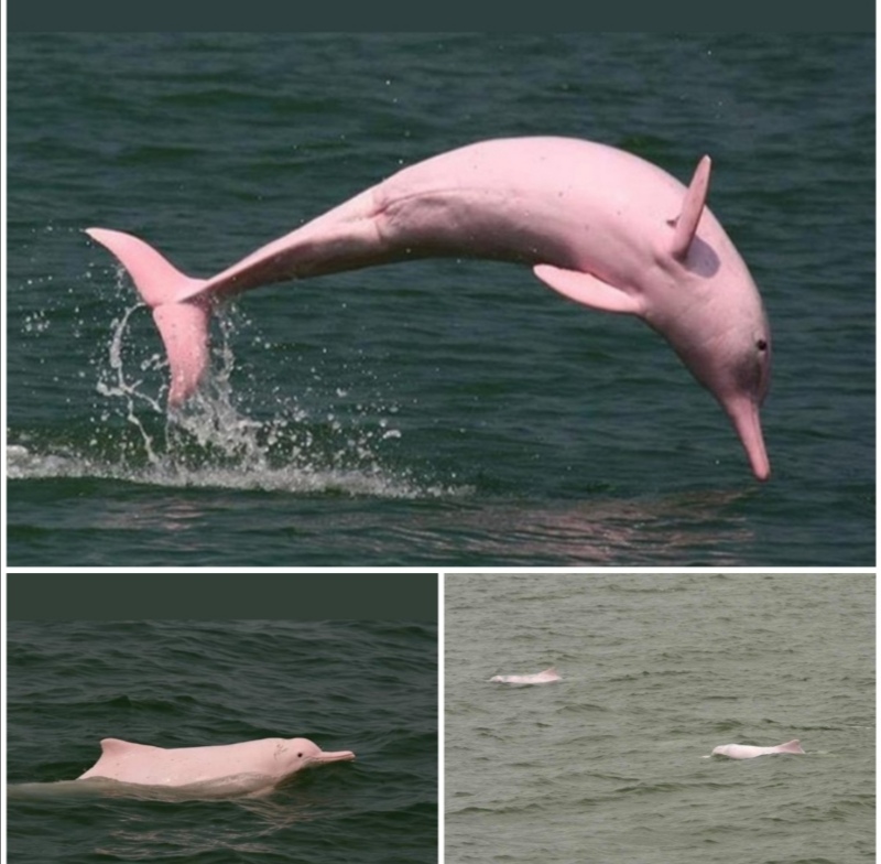 Delfines rosados regresan a Hong Kong gracias al Covid-19