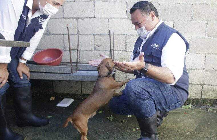 El Ayuntamiento amplía acciones de vacunación canina y felina gratuita
