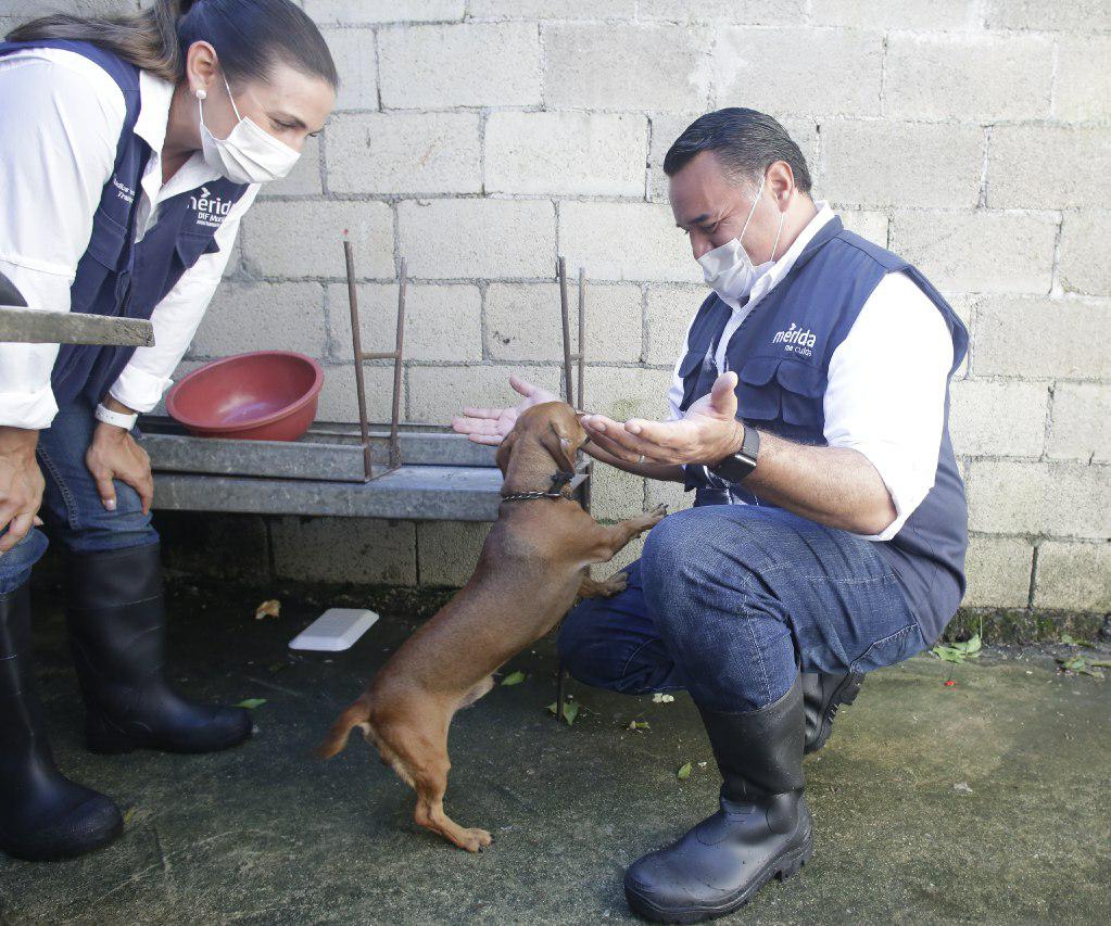 El Ayuntamiento amplía acciones de vacunación canina y felina gratuita