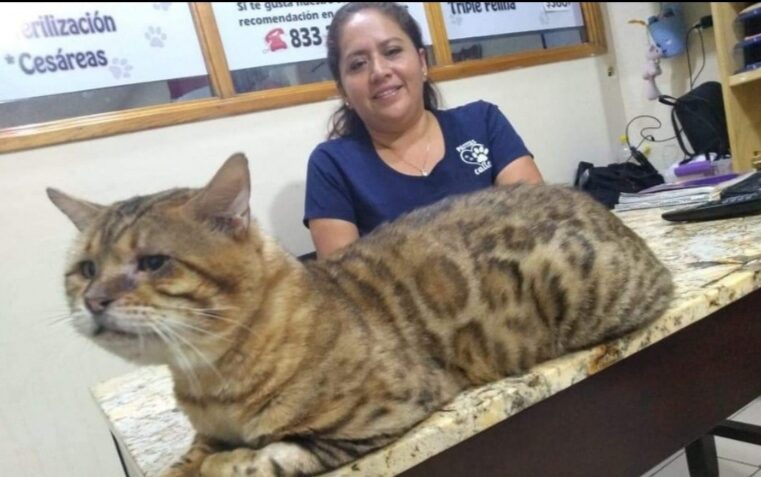 Rescatan gato gigante al que confunden con un leopardo