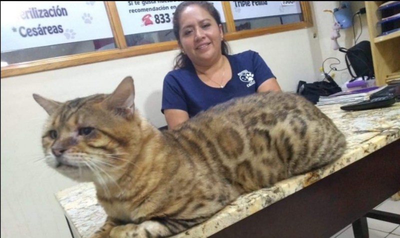 Rescatan gato gigante al que confunden con un leopardo