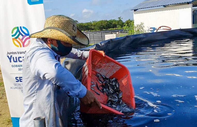 El gobierno de Mauricio Vila impulsa empleos y respalda actividades del sector acuícola