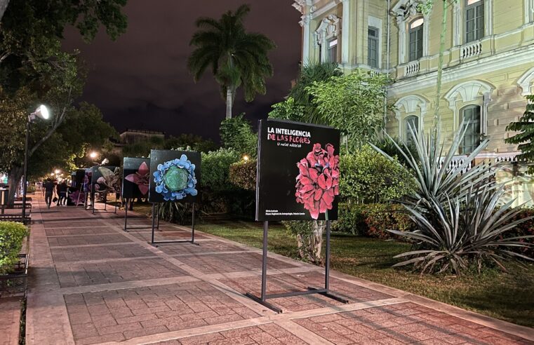 El CICY expone ‘La inteligencia de las flores’