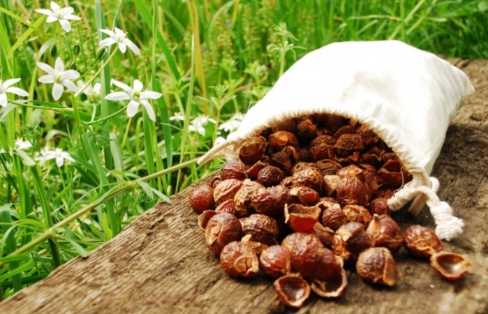 Conoce el árbol que produce jabón como frutos