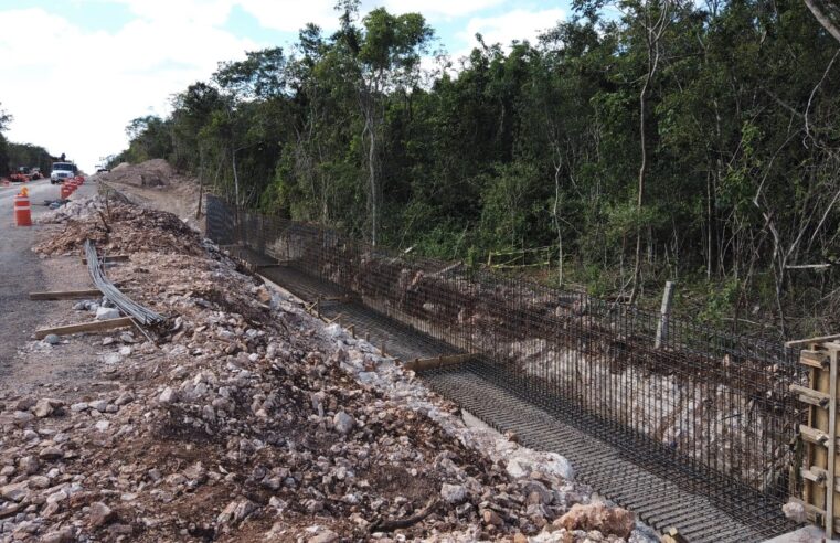 El Tren Maya pone en marcha estrategias para cuidar el medio ambiente