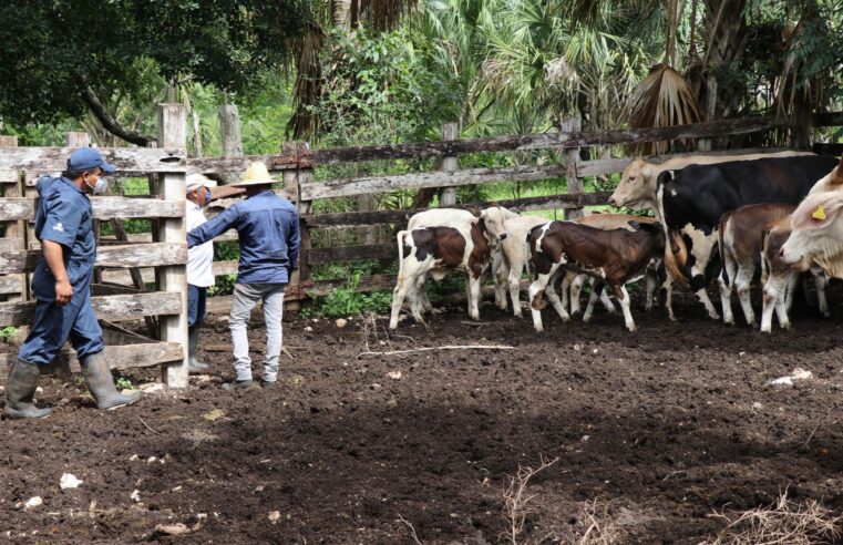 Pequeños ganaderos ya se benefician del programa Veterinario en Tu Rancho