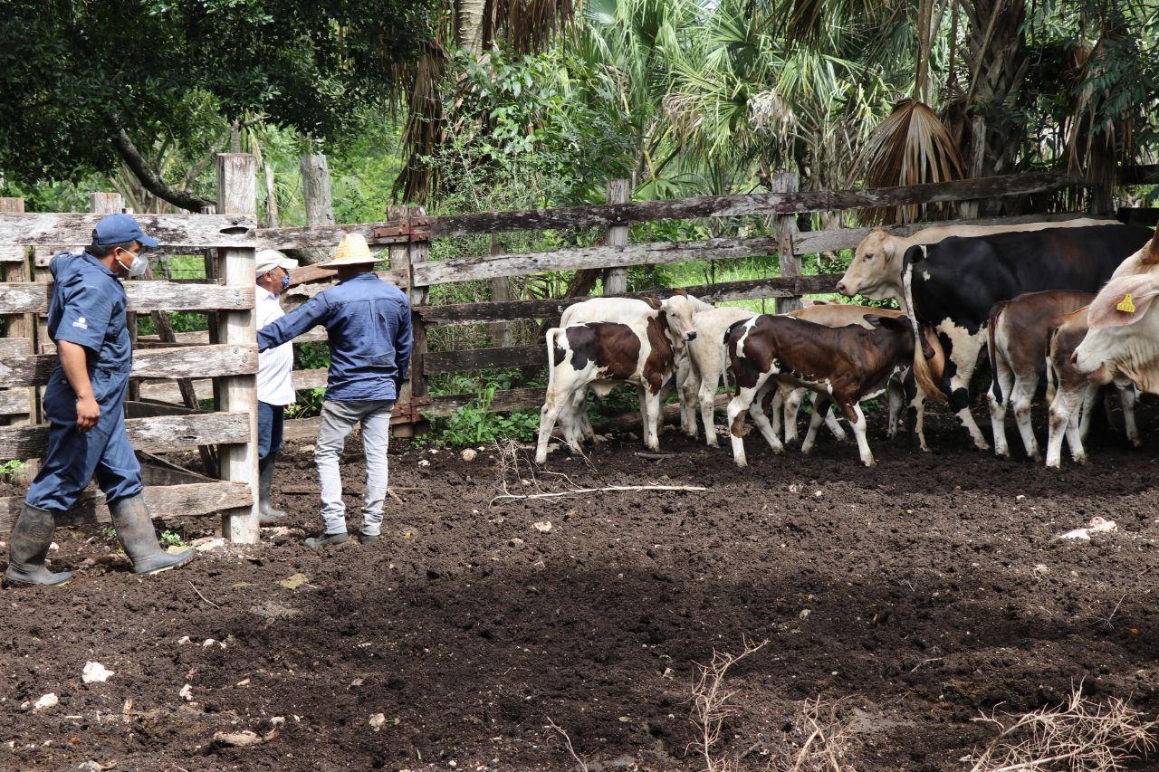 Pequeños ganaderos ya se benefician del programa Veterinario en Tu Rancho