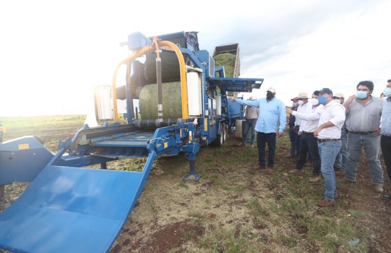 Con el apoyo del Gobierno del Estado, ganaderos yucatecos producen más alimento