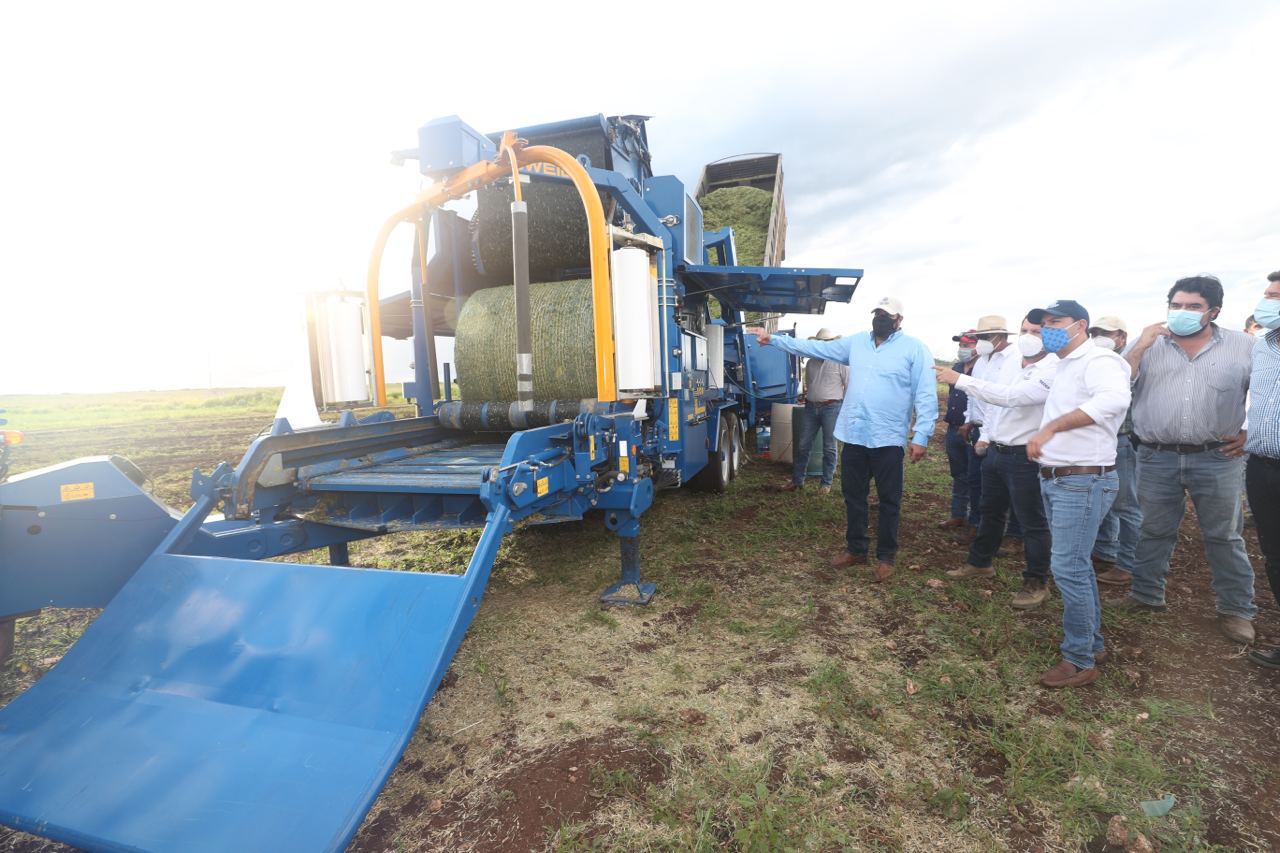 Con el apoyo del Gobierno del Estado, ganaderos yucatecos producen más alimento