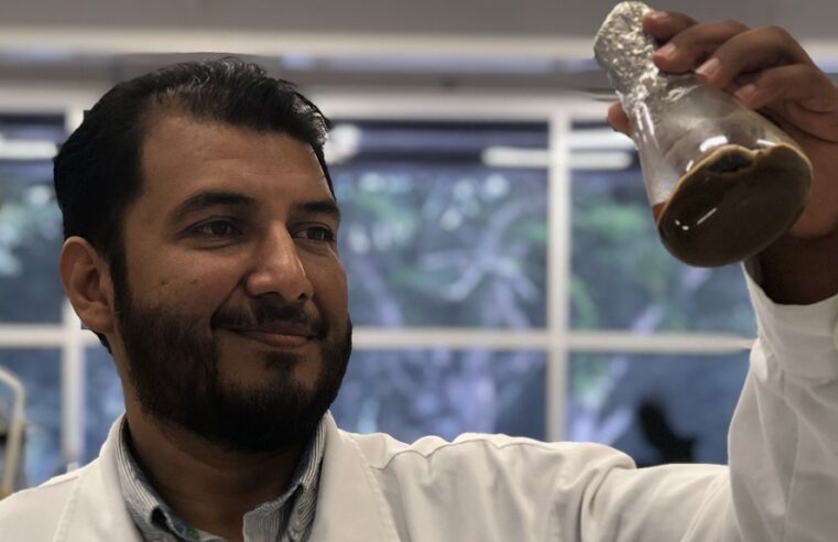 Patentan en Yucatán proceso de producción de bioetanol con el árbol de ramón