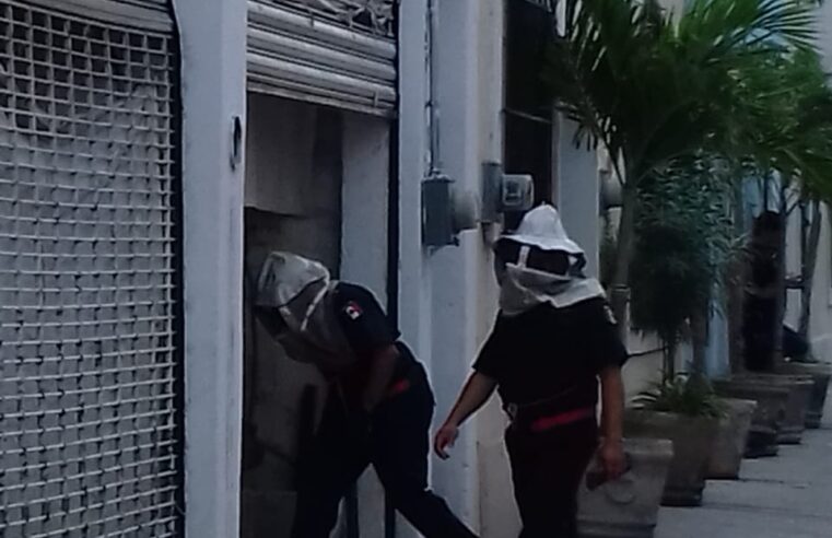 Abejas atacan a trabajadores en un predio del Centro