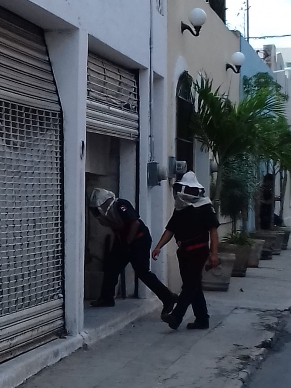 Abejas atacan a trabajadores en un predio del Centro