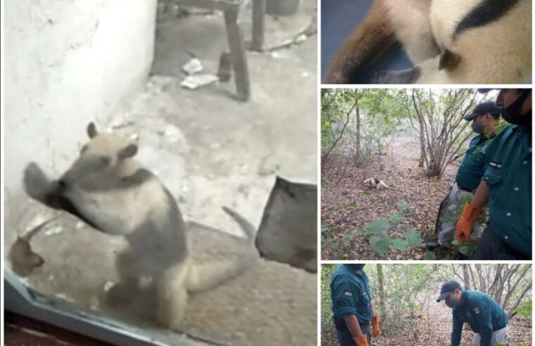 Oso hormiguero sorprende a progreseños visitándolos en su casa