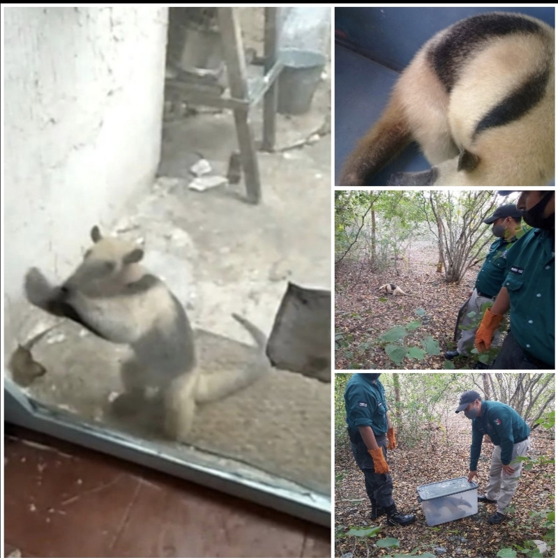 Oso hormiguero sorprende a progreseños visitándolos en su casa