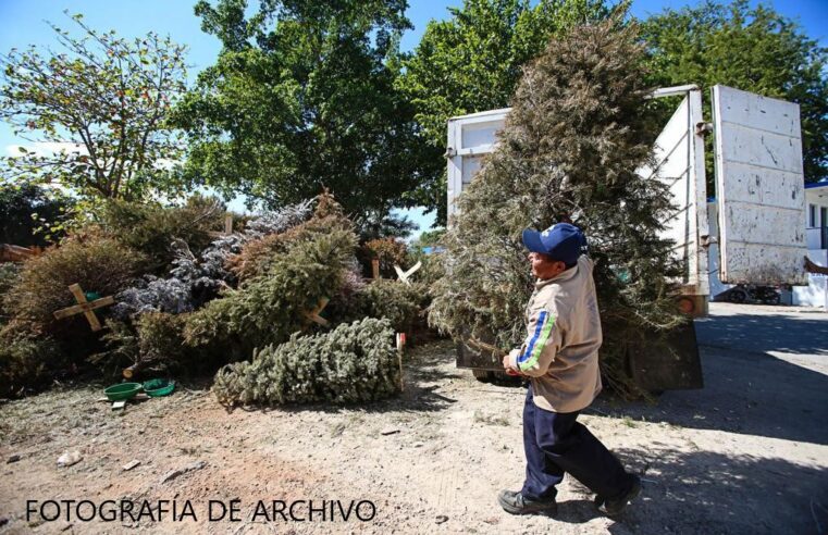 El Ayuntamiento de Mérida activará 7 centros de acopio para depositar arbolitos navideños