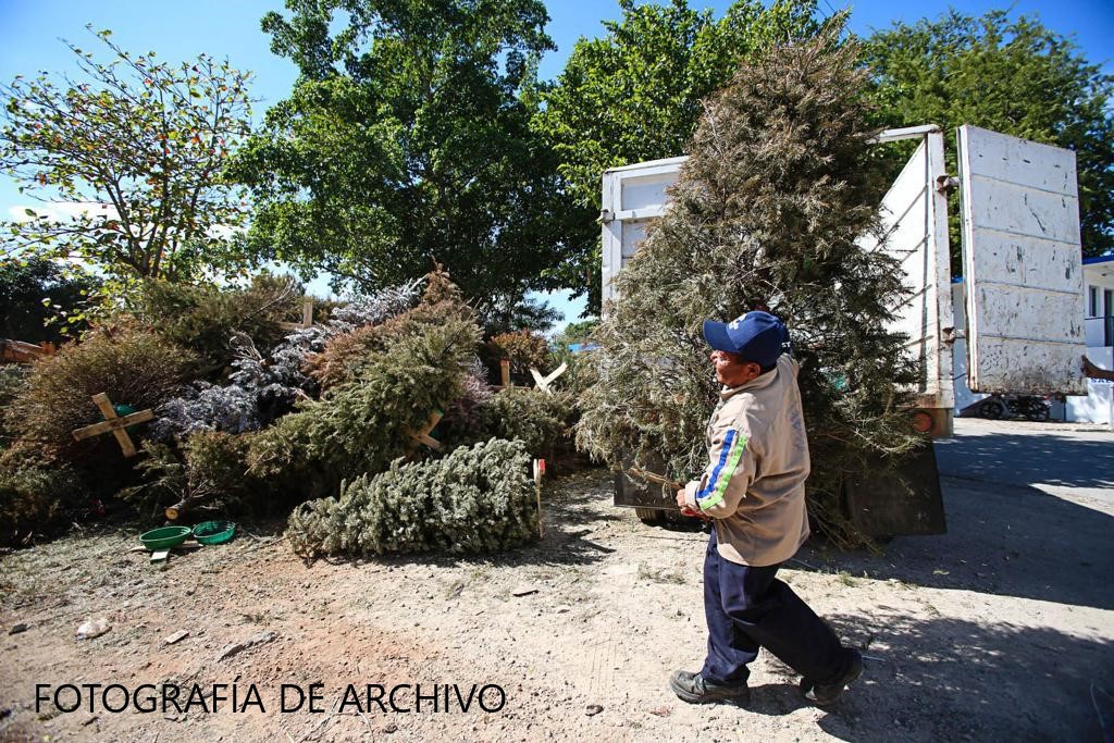 El Ayuntamiento de Mérida activará 7 centros de acopio para depositar arbolitos navideños