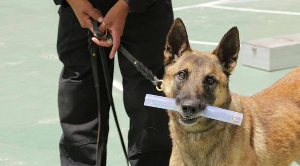 Liberan a narcomenudista porque no compareció perro antinarcóticos