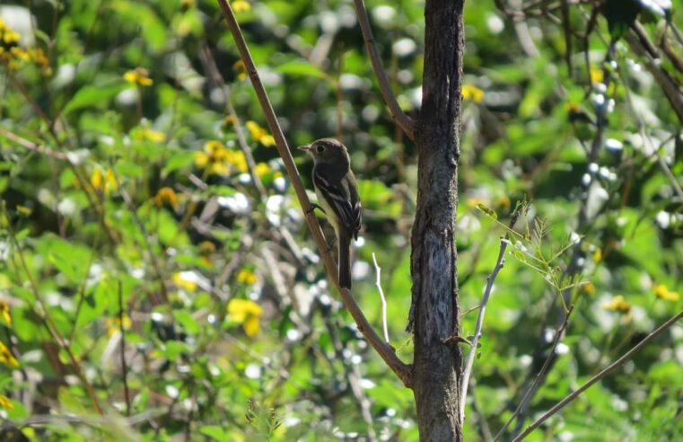 Reserva Ecológica “Cuxtal”, generadora de servicios ambientales indispensables para la biodiversidad