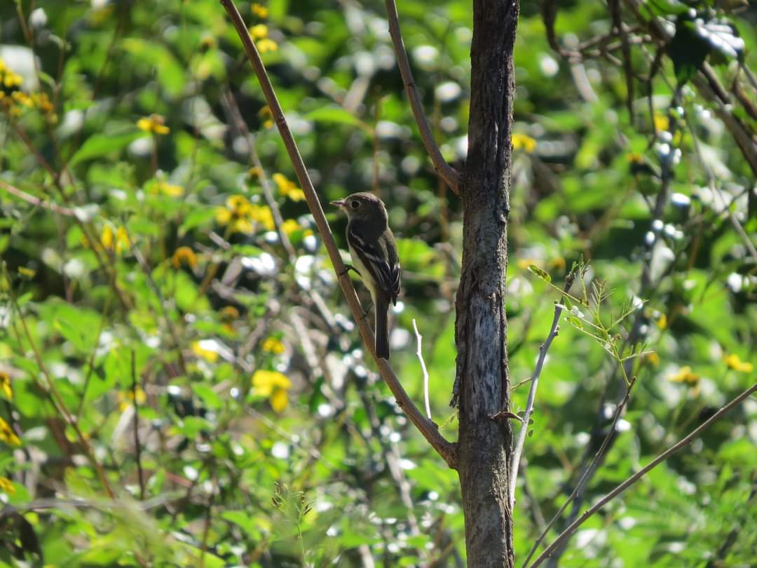 Reserva Ecológica “Cuxtal”, generadora de servicios ambientales indispensables para la biodiversidad