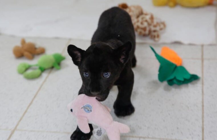 Nace en el Centenario una cría de jaguar negro, especie en peligro de extinción