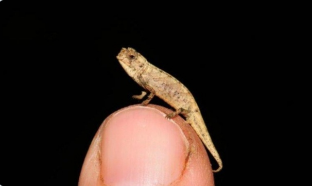 Pequeño, pero rendidor: hallan al reptil más pequeño y mejor «dotado» del mundo