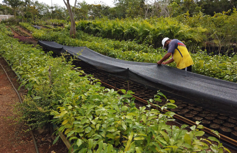 Tren Maya: oportunidad para que México sea caso de éxito en recuperación ambiental