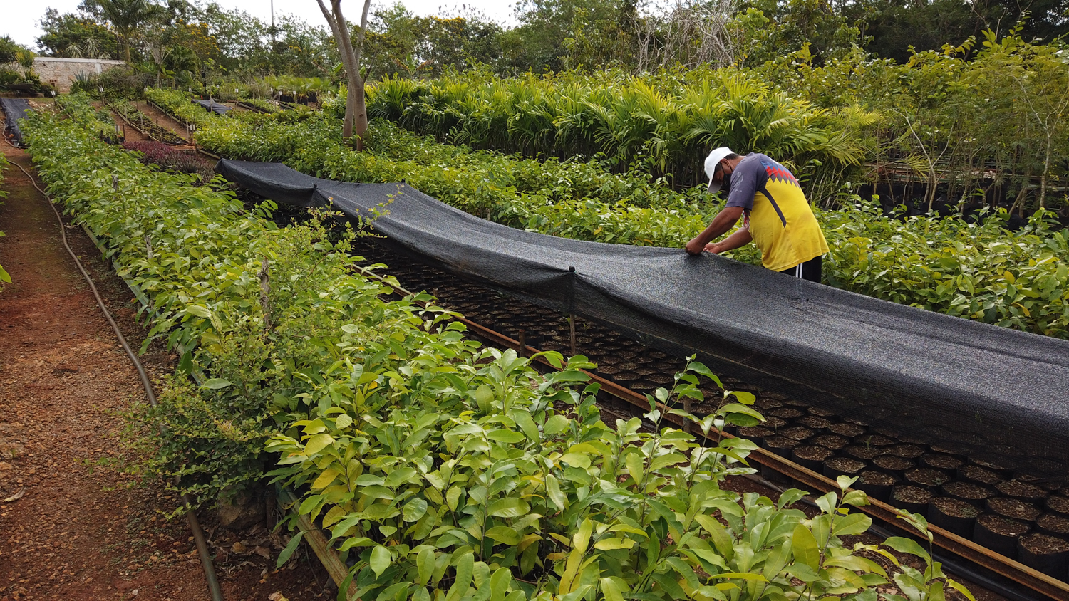 Tren Maya: oportunidad para que México sea caso de éxito en recuperación ambiental