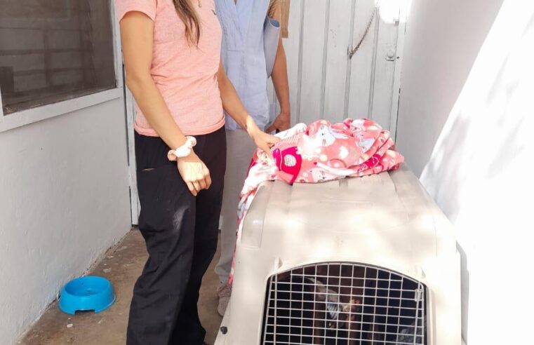 Ponen fin al maltrato de una perrita en Jardines de Caucel