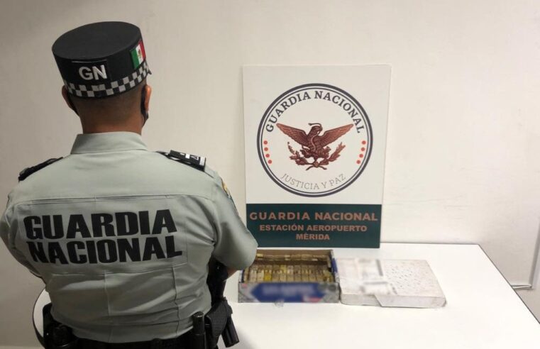 Aseguran en el aeropuerto de Mérida abejas sin permiso de traslado