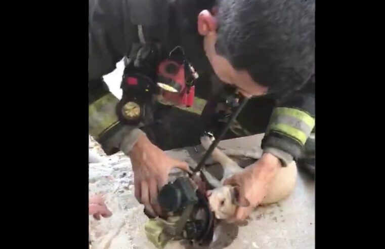 Bomberos reaniman con oxígeno a perro rescatado en un incendio